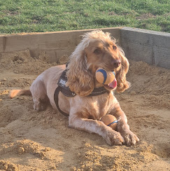 Dog enjoying time in the field at Curbridge Dog Park