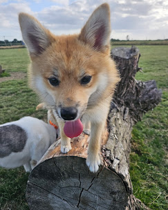 Dog at Curbridge Dog Park during a private session