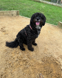Dog playing in the enclosed field at Curbridge Dog Park