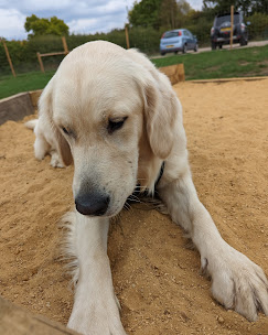 Happy dog in Curbridge Dog Park