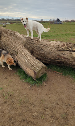 Dog exploring the dog park field at Curbridge Dog Park