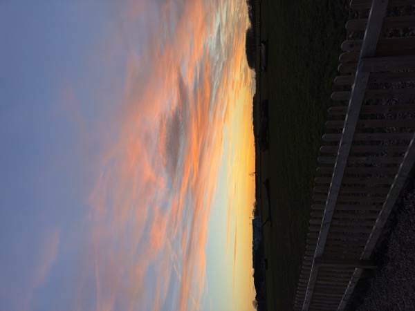 Dog running freely at Curbridge Dog Park