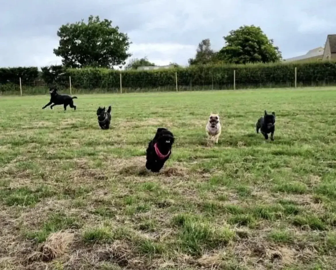 Dogs running freely across the 2-acre field at Curbridge Dog Park